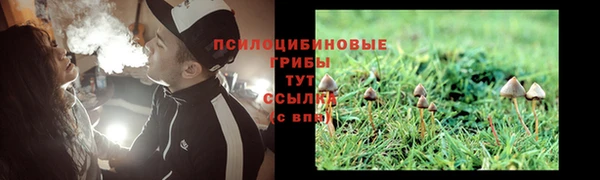 прущие грибы Абаза